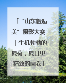“山东邂逅美”摄影大赛｜生机勃勃的夏荷，夏日里精致的画卷