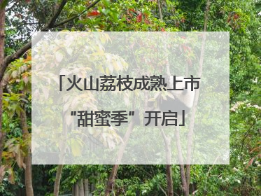 火山荔枝成熟上市 “甜蜜季”开启