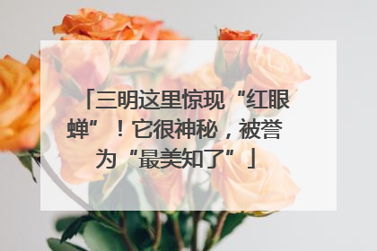 三明这里惊现“红眼蝉”！它很神秘，被誉为“最美知了”