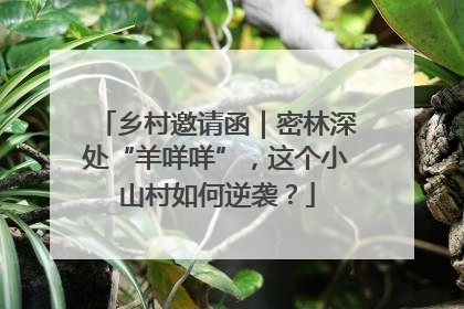 乡村邀请函｜密林深处“羊咩咩”，这个小山村如何逆袭？