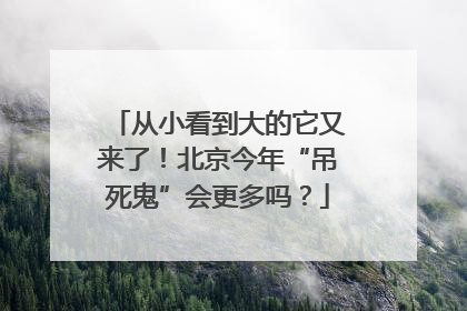 从小看到大的它又来了！北京今年“吊死鬼”会更多吗？