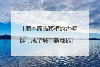 原本面临移植的古樟群，成了城市新地标