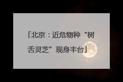 北京：近危物种“树舌灵芝”现身丰台