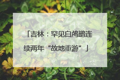 吉林：罕见白鸬鹚连续两年“故地重游”