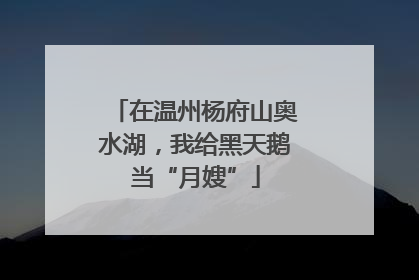 在温州杨府山奥水湖，我给黑天鹅当“月嫂”