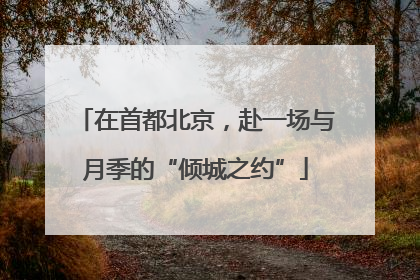 在首都北京，赴一场与月季的“倾城之约”