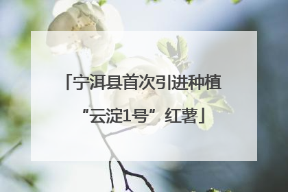 宁洱县首次引进种植“云淀1号”红薯