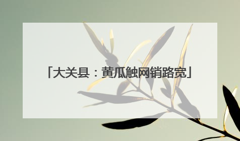 大关县：黄瓜触网销路宽