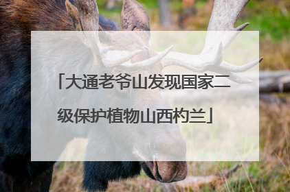 大通老爷山发现国家二级保护植物山西杓兰