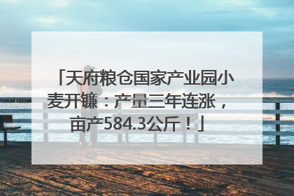 天府粮仓国家产业园小麦开镰：产量三年连涨，亩产584.3公斤！