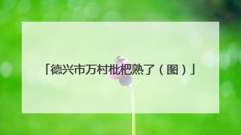 德兴市万村枇杷熟了（图）