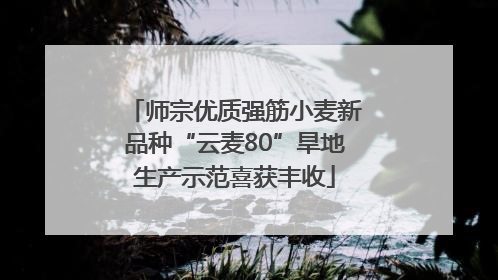 师宗优质强筋小麦新品种“云麦80”旱地生产示范喜获丰收