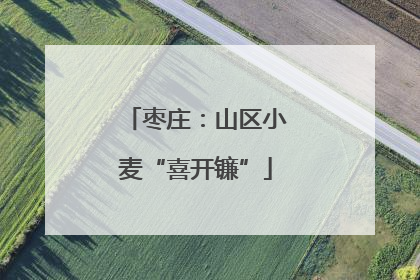 枣庄：山区小麦“喜开镰”