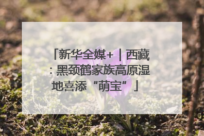 新华全媒+｜西藏：黑颈鹤家族高原湿地喜添“萌宝”