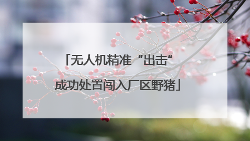 无人机精准“出击” 成功处置闯入厂区野猪