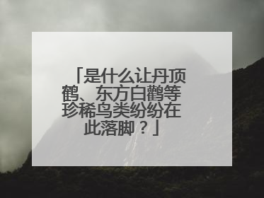 是什么让丹顶鹤、东方白鹳等珍稀鸟类纷纷在此落脚？