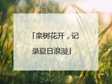 栾树花开，记录夏日浪漫