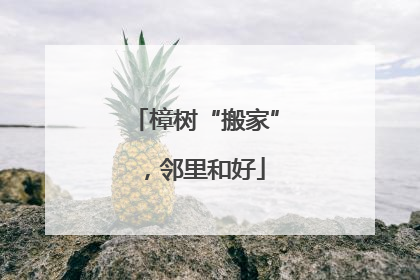 樟树“搬家”，邻里和好