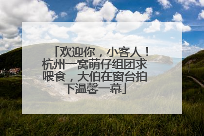 欢迎你，小客人！杭州一窝萌仔组团求喂食，大伯在窗台拍下温馨一幕