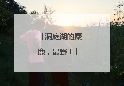 洞庭湖的麋鹿，最野！
