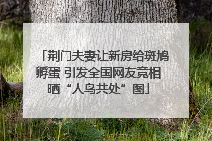 荆门夫妻让新房给斑鸠孵蛋 引发全国网友竞相晒“人鸟共处”图