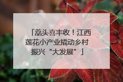 藠头喜丰收！江西莲花小产业撬动乡村振兴“大发展”