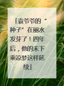袁爷爷的“种子”在丽水发芽了！四年后，他的禾下乘凉梦这样延续