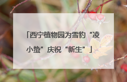 西宁植物园为雪豹“凌小蛰”庆祝“新生”