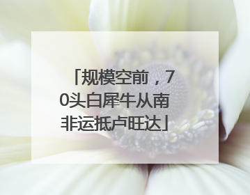 规模空前，70头白犀牛从南非运抵卢旺达