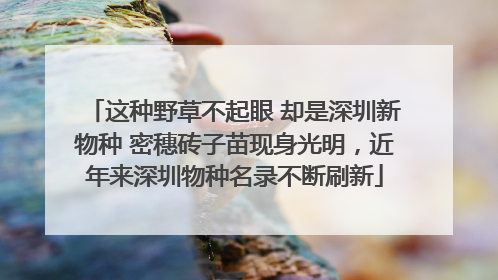 这种野草不起眼 却是深圳新物种 密穗砖子苗现身光明，近年来深圳物种名录不断刷新