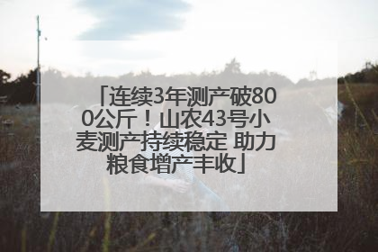 连续3年测产破800公斤！山农43号小麦测产持续稳定 助力粮食增产丰收