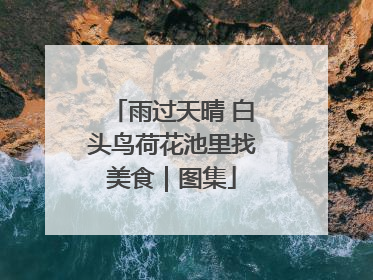 雨过天晴 白头鸟荷花池里找美食｜图集