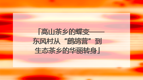 高山茶乡的蝶变——东风村从“鹧鸪营”到生态茶乡的华丽转身