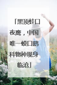 黑顶蛙口夜鹰，中国唯一蟆口鸱科物种现身临沧
