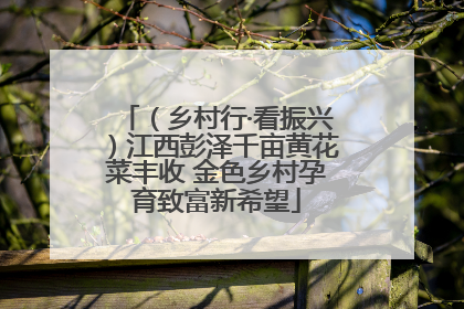 （乡村行·看振兴）江西彭泽千亩黄花菜丰收 金色乡村孕育致富新希望