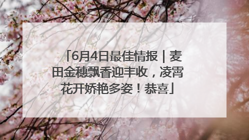 6月4日最佳情报｜麦田金穗飘香迎丰收，凌霄花开娇艳多姿！恭喜